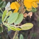 Sophora tomentosa Folha