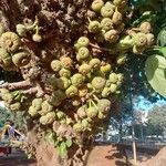 Ficus auriculata Fruto