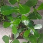 Clusia fluminensis Leaf