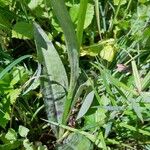 Dactylorhiza maculata Leaf