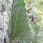 Aristolochia paucinervis 葉