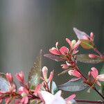 Abelia chinensis Fruit