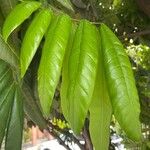 Dimocarpus longan Leaf