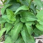 Campanula glomerata Fuelha