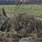 Calamagrostis epigejos Habit