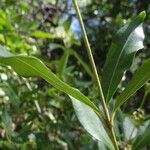 Chionanthus ramiflorus Leaf