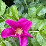 Rosa rugosa Λουλούδι