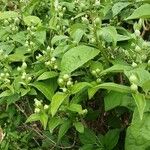 Philadelphus coronarius Kwiat