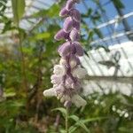 Salvia leucantha Цветок