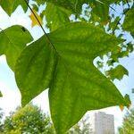 Liriodendron chinense Folha