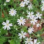 Stellaria palustrisЦветок