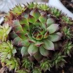 Sempervivum calcareum Leaf