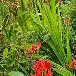 Crocosmia paniculata Flower