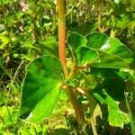 Begonia cucullata Yaprak