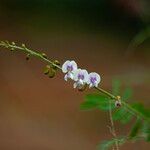 Tephrosia noctiflora फूल