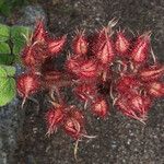 Rubus phoenicolasiusFruit