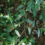Lasiacis ruscifolia Hoja