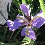 Iris unguicularis Květ