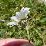 Leucanthemopsis alpina 花