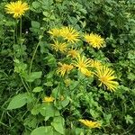 Doronicum austriacum Blüte