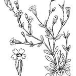 Silene sedoides Arall