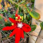 Passiflora miniata Λουλούδι