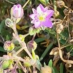 Spergularia rupicola Flower