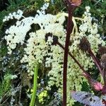 Rheum rhaponticum Flower