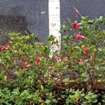 Mandevilla sanderi Flower