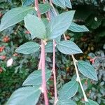 Cotoneaster franchetii Hoja
