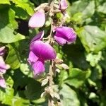 Cratylia intermedia Flor