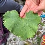 Adenostyles alpina Leaf