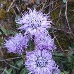 Globularia vulgaris Fiore