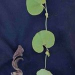 Aristolochia labiata 叶