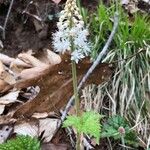 Tiarella cordifoliaBloem