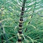 Equisetum telmateia 葉