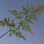 Asplenium cuneifolium Hoja