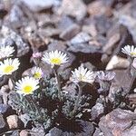 Erigeron vagus Hábito