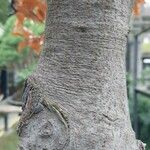 Fagus crenata Bark