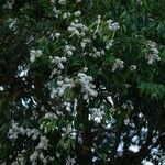 Syzygium zeylanicum Fruit