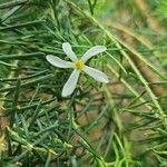 Ricinocarpos pinifolius Bloem