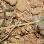 Stipagrostis ciliata Ekosanga