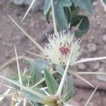 Centaurea iberica 花