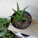 Aloe arborescensFlower