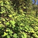 Rubus alceifolius Bark