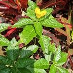 Turnera ulmifolia Flower