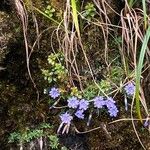 Gentiana prostrata Flower