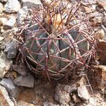 Echinocactus horizonthalonius Habit