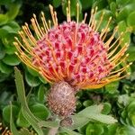 Leucospermum cordifolium花