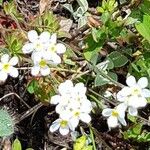 Androsace obtusifolia Likasa